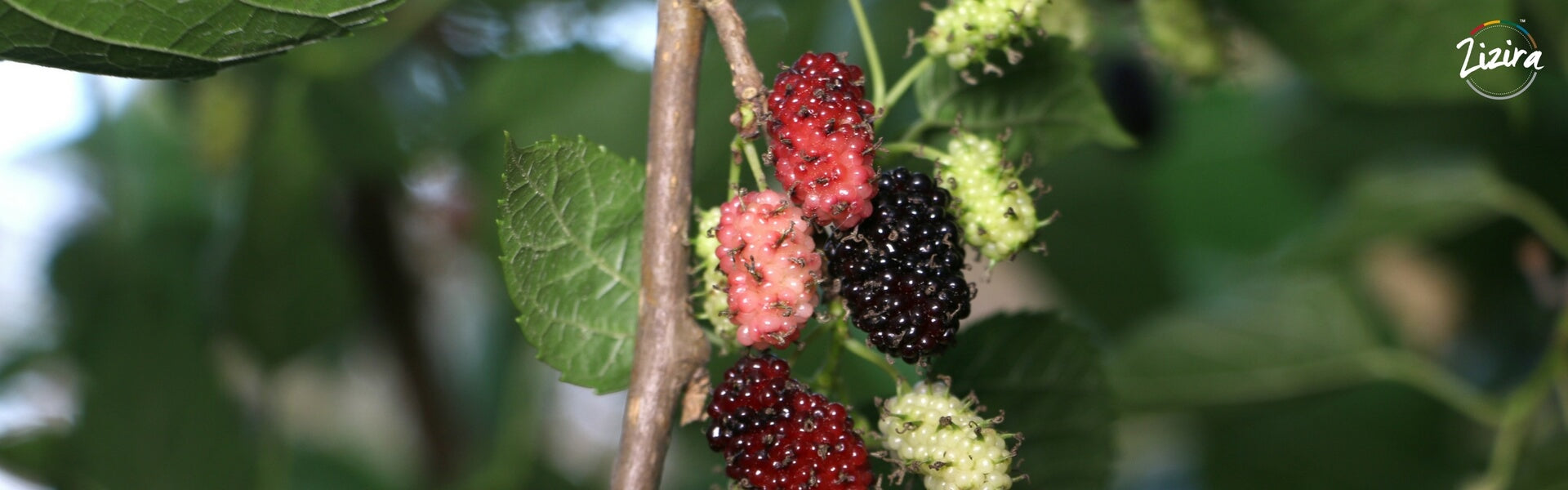 About Mulberry, Mulberry Story, Mulberry World, Mulberry