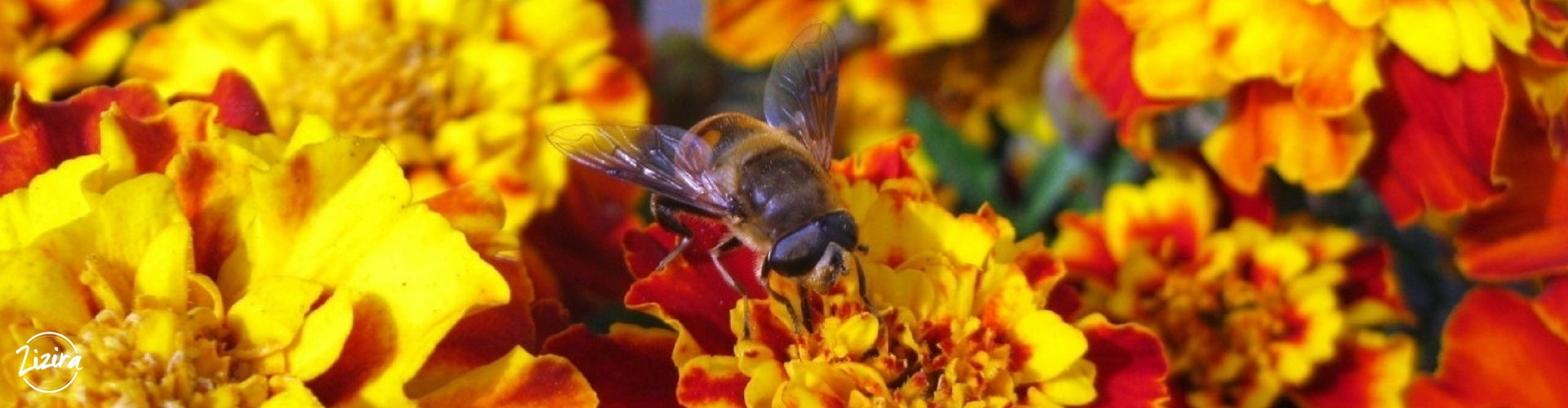 Beekeeping May 16th 2015 Smallholder's Fair