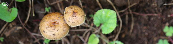 Wild Edible Mushrooms of Meghalaya You Never Knew About!