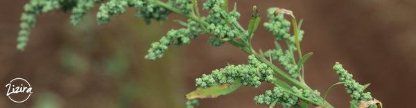 Quinoa: Face To Face With A 4,000 Year Old Superfood