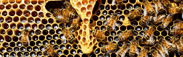 Bee hive cultivation in Meghalaya