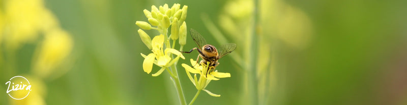 Apiculture Mission - Helping Meghalaya Farmers Explore Beekeeping Profitably